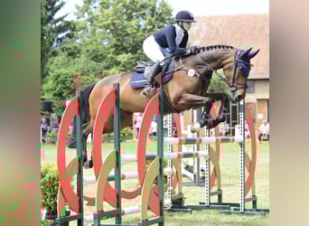 Meer warmbloeden, Merrie, 11 Jaar, 167 cm, Bruin