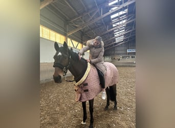 Meer warmbloeden, Merrie, 11 Jaar, 167 cm, Bruin