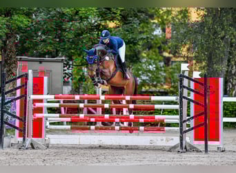 Meer warmbloeden, Merrie, 11 Jaar, 167 cm, Bruin