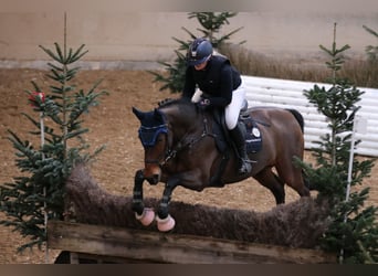 Meer warmbloeden, Merrie, 11 Jaar, 167 cm, Bruin