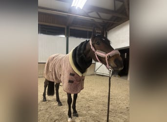 Meer warmbloeden, Merrie, 11 Jaar, 167 cm, Bruin