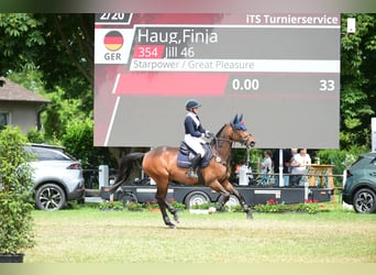 Meer warmbloeden, Merrie, 11 Jaar, 167 cm, Bruin