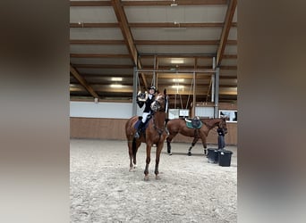 Meer warmbloeden, Merrie, 11 Jaar, 167 cm, Vos