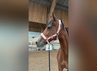 Meer warmbloeden, Merrie, 11 Jaar, 168 cm, Bruin