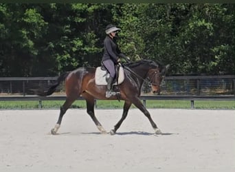 Meer warmbloeden, Merrie, 11 Jaar, 168 cm, Roodbruin