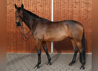 Meer warmbloeden, Merrie, 11 Jaar, 172 cm, Bruin