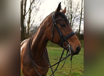 Meer warmbloeden, Merrie, 11 Jaar, 172 cm, Bruin