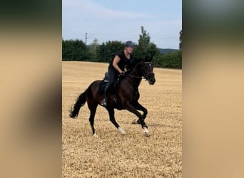 Meer warmbloeden, Merrie, 11 Jaar, Zwart