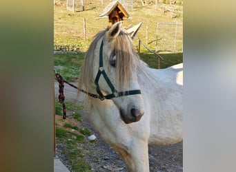 Meer warmbloeden, Merrie, 12 Jaar, 148 cm, Schimmel