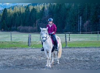 Meer warmbloeden, Merrie, 12 Jaar, 148 cm, Schimmel