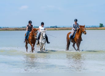 Meer warmbloeden, Merrie, 12 Jaar, 148 cm, Schimmel