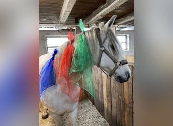 Meer warmbloeden, Merrie, 12 Jaar, 148 cm, Schimmel