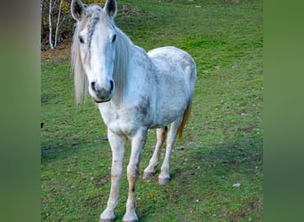 Meer warmbloeden, Merrie, 12 Jaar, 148 cm, Schimmel