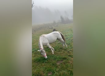 Meer warmbloeden, Merrie, 12 Jaar, 148 cm, Schimmel