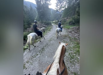 Meer warmbloeden, Merrie, 12 Jaar, 148 cm, Schimmel