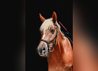 Meer warmbloeden Mix, Merrie, 12 Jaar, 148 cm, Vos