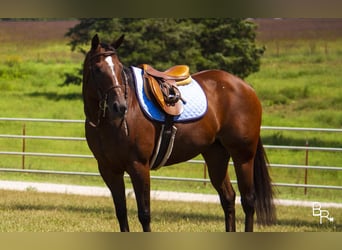 Meer warmbloeden, Merrie, 12 Jaar, 152 cm, Roodbruin