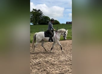 Meer warmbloeden, Merrie, 12 Jaar, 153 cm, Schimmel