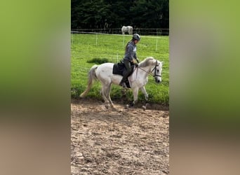 Meer warmbloeden, Merrie, 12 Jaar, 153 cm, Schimmel