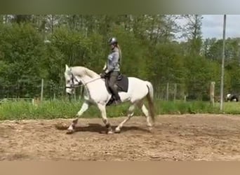 Meer warmbloeden, Merrie, 12 Jaar, 153 cm, Schimmel