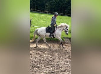 Meer warmbloeden, Merrie, 12 Jaar, 153 cm, Schimmel