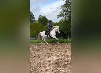 Meer warmbloeden, Merrie, 12 Jaar, 153 cm, Schimmel