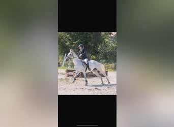 Meer warmbloeden, Merrie, 12 Jaar, 155 cm, Schimmel