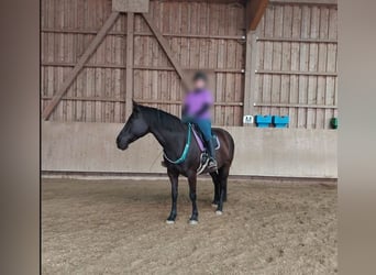 Meer warmbloeden Mix, Merrie, 12 Jaar, 155 cm, Zwartbruin