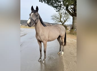 Meer warmbloeden, Merrie, 12 Jaar, 158 cm, Zwart