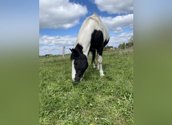 Meer warmbloeden, Merrie, 12 Jaar, 163 cm, Gevlekt-paard