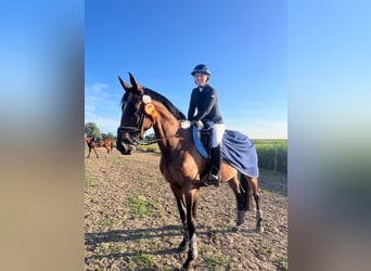 Meer warmbloeden, Merrie, 12 Jaar, 165 cm, Bruin