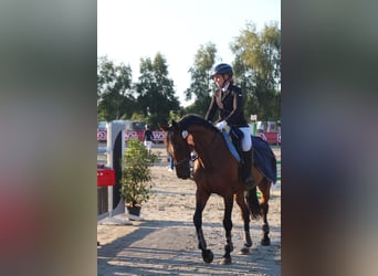 Meer warmbloeden, Merrie, 12 Jaar, 165 cm, Bruin