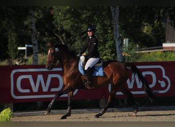 Meer warmbloeden, Merrie, 12 Jaar, 165 cm, Bruin