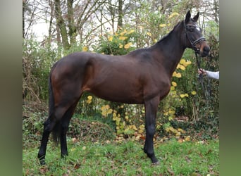 Meer warmbloeden, Merrie, 12 Jaar, 165 cm, Zwartbruin