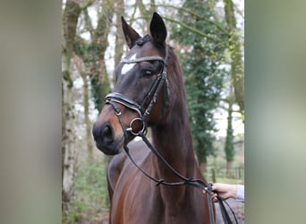 Meer warmbloeden, Merrie, 12 Jaar, 165 cm, Zwartbruin