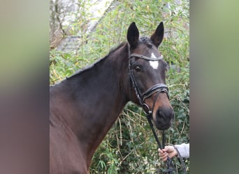 Meer warmbloeden, Merrie, 12 Jaar, 165 cm, Zwartbruin