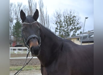 Meer warmbloeden, Merrie, 12 Jaar, 168 cm, Bruin