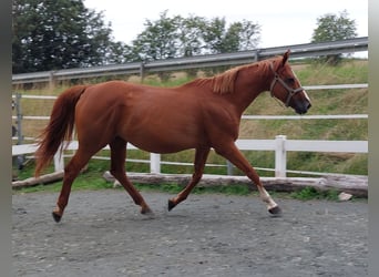 Meer warmbloeden, Merrie, 12 Jaar, 169 cm, Vos