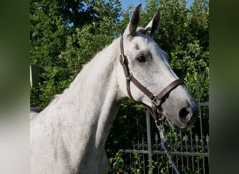 Meer warmbloeden, Merrie, 12 Jaar, Appelschimmel