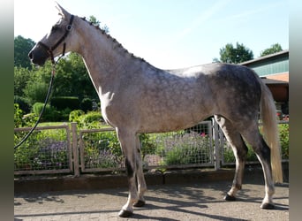 Meer warmbloeden, Merrie, 12 Jaar, Appelschimmel