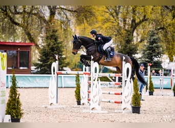 Meer warmbloeden, Merrie, 12 Jaar, Roodbruin