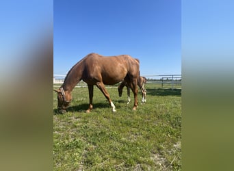 Meer warmbloeden, Merrie, 12 Jaar, Vos