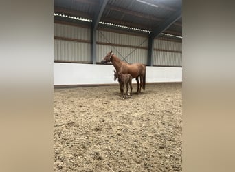 Meer warmbloeden, Merrie, 12 Jaar, Vos
