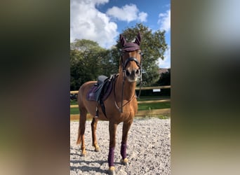 Meer warmbloeden Mix, Merrie, 13 Jaar, 155 cm, Donkere-vos