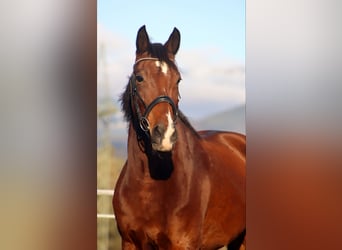 Meer warmbloeden, Merrie, 13 Jaar, 157 cm, Bruin