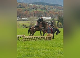Meer warmbloeden, Merrie, 13 Jaar, 157 cm, Bruin