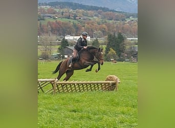 Meer warmbloeden, Merrie, 13 Jaar, 157 cm, Bruin