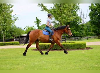 Meer warmbloeden, Merrie, 13 Jaar, 168 cm, Roodbruin