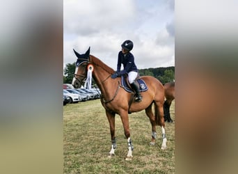 Meer warmbloeden, Merrie, 13 Jaar, 170 cm, Vos