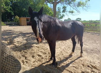 Meer warmbloeden, Merrie, 13 Jaar, 170 cm, Zwart